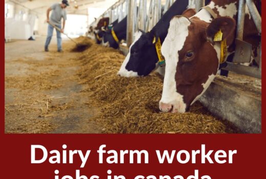 Dairy farm worker jobs in canada