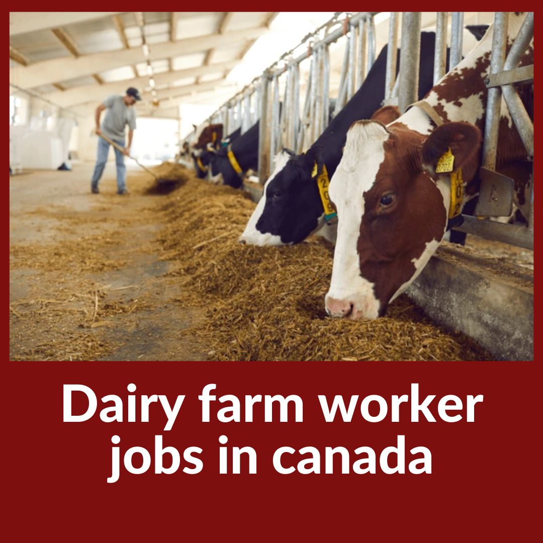 Dairy farm worker jobs in canada